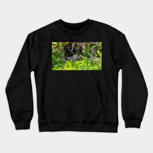 A Juvenile American Robin Hiding In A Bush Crewneck Sweatshirt